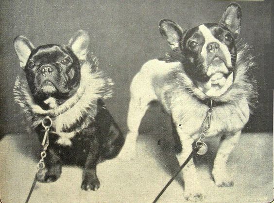 French Bulldog,Frenchie, history, breed history