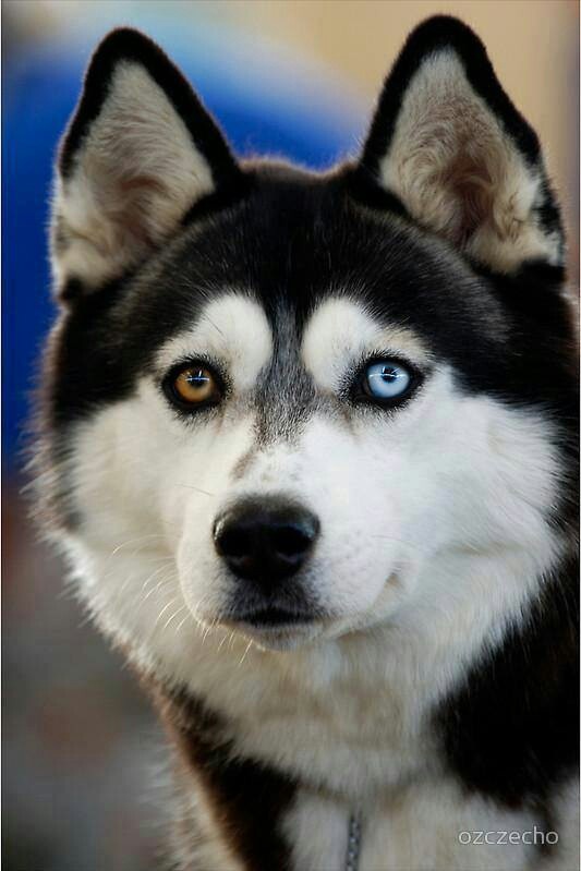 husky with different eyes