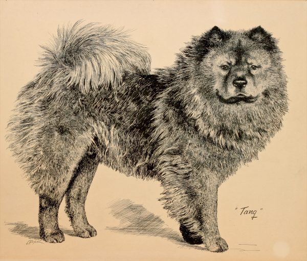 Chow Chow,Black-Mouthed Chinese Dog,wild dogs of China