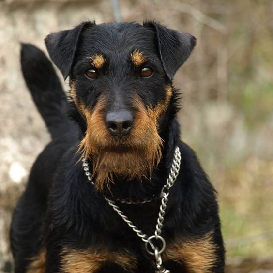 Jagdterrier,German Hunt Terrier,hunting dog,terrier,Max Thiel