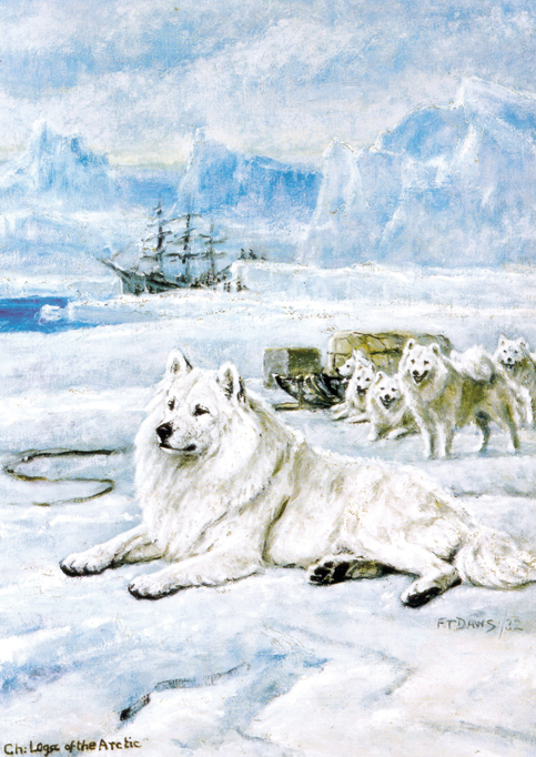 south pole,samoyed,greenland dog, Roald Amundsen,sled dog