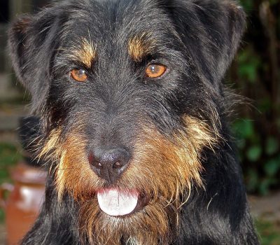 Jagdterrier,German Hunt Terrier,hunting dog,terrier,Max Thiel
