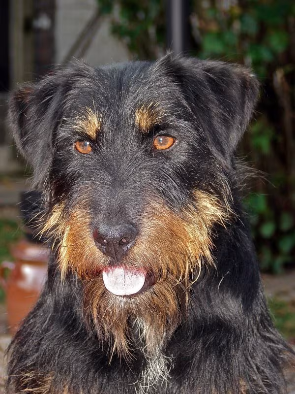 Jagdterrier,German Hunt Terrier,hunting dog,terrier,Max Thiel