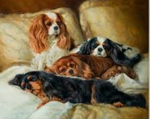 Spaniel Gentile,Pug,Cavalier King Charles,King Charles Spaniel,comforter dogs,comfort dogs