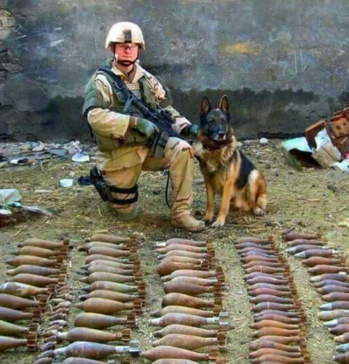 war dog,military dog,
