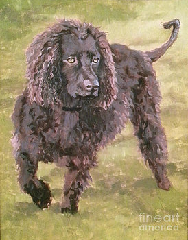 American Water Spaniel,state dog, wisconsin,hunting dog
