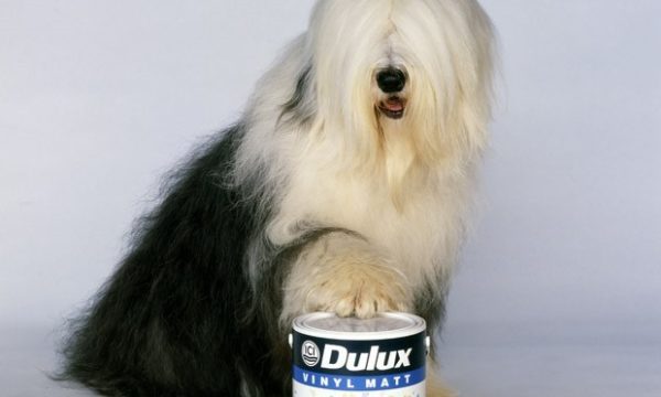 dulux dog teddy