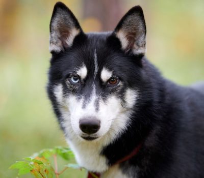 Siberian Husky, eyes, bi-eyed,Heterochromia iridis