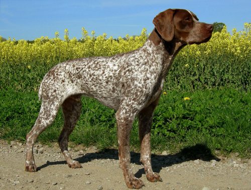 Braque Francais,french pointer,pointer,French Pyrenean Pointer,hunting dog