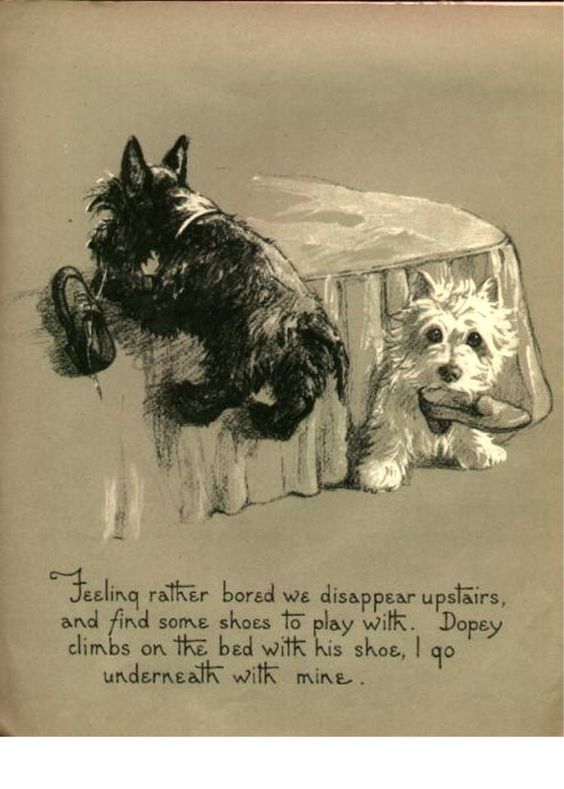 terriers,Dopey And Gallant,scottish Terrier,west highland white terrier