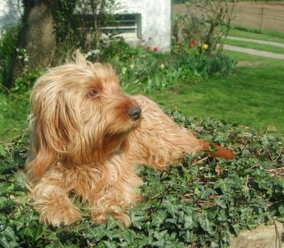 Basset Fauve de Bretagne,Bloodhound,breeding,history
