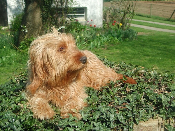 Basset Fauve de Bretagne,Bloodhound,breeding,history