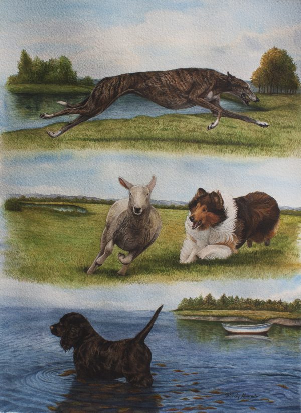 NPDDART2016,Collie,Greyhound,American Water Spaniel