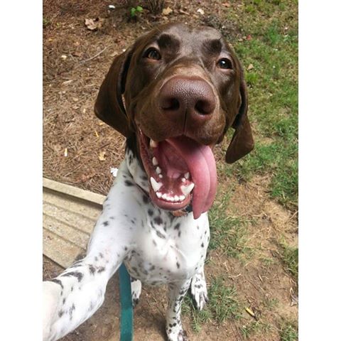 German Shorthaired Pointer,TGIF,Friday
