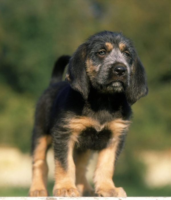 Griffon Nivernais, Griffon,