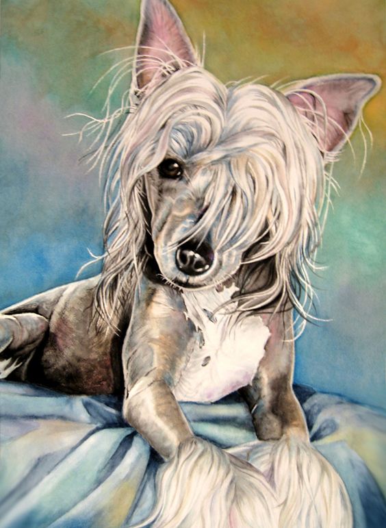 Chinese Crested Hairless,purebred of interest