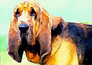 Bloodhound,scent pocket,nose