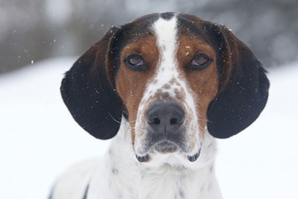 Halden Hound,eyes,hunting dog,scenthound