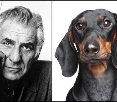 music,Dachshund,Bichon Frise,Cocker Spaniel,Shetland Sheepdog,Leonard Bernstein,composer