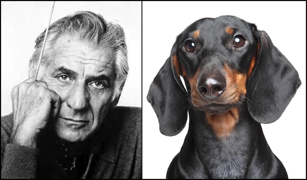 music,Dachshund,Bichon Frise,Cocker Spaniel,Shetland Sheepdog,Leonard Bernstein,composer