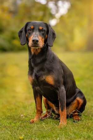 Black Forest Hound,Slovensky Kopov,Slovak Hound,hunting dog