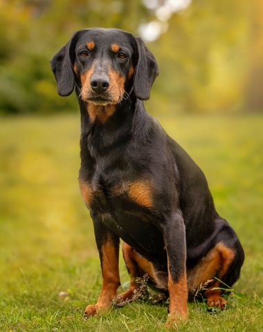 Black Forest Hound,Slovensky Kopov,Slovak Hound,hunting dog