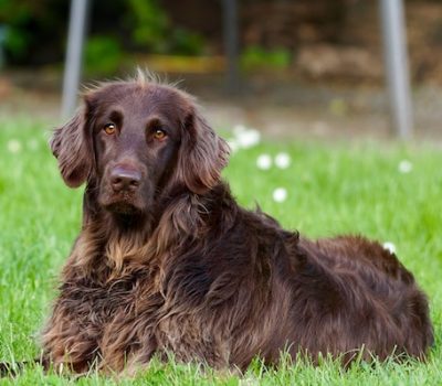 Deutsch-Langhaar, Large Munsterlander, Small Munsterlander, German Longhaired Pointer