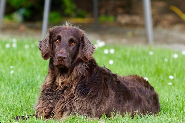 Deutsch-Langhaar, Large Munsterlander, Small Munsterlander, German Longhaired Pointer