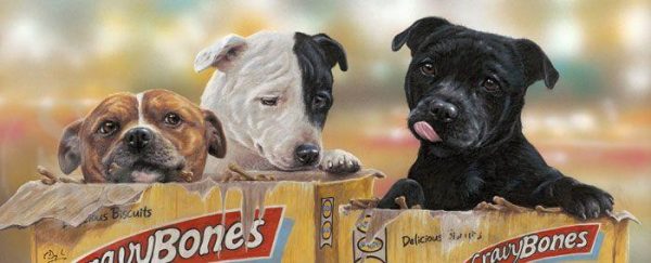 American Pit Bull Terrier,American Staffordshire Terrier,Yankee Terrier,Pit Bull Terrier,American Bull Terrier,Staffordshire Bull Terrier,