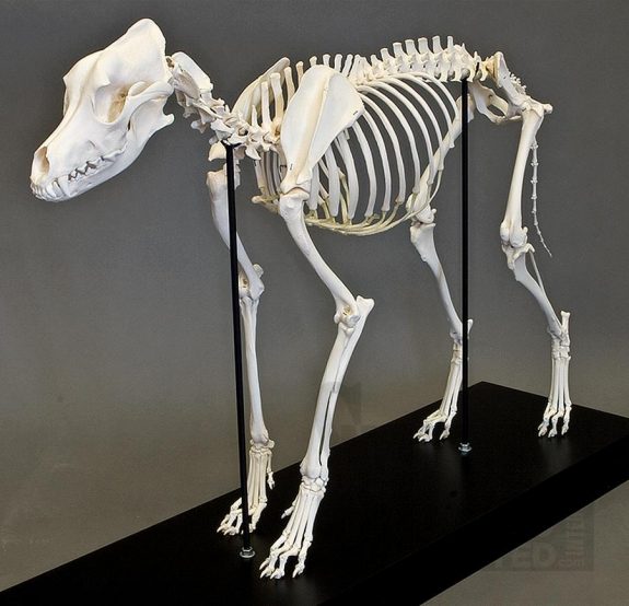 skeleton,skull,