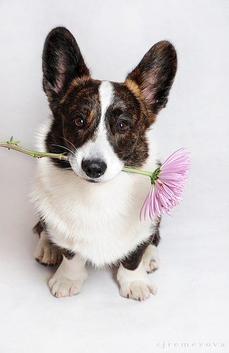 feet,toeing out,east west front,structure,Cardigan Welsh Corgi