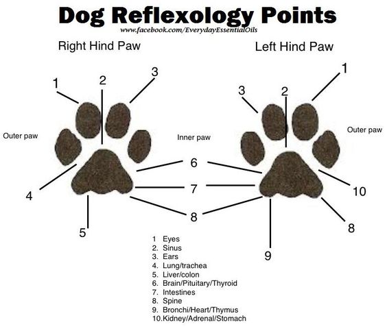 Canine reflexology,dogs