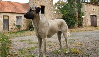 Anatolian Shepherd Dog, atavistic behavior