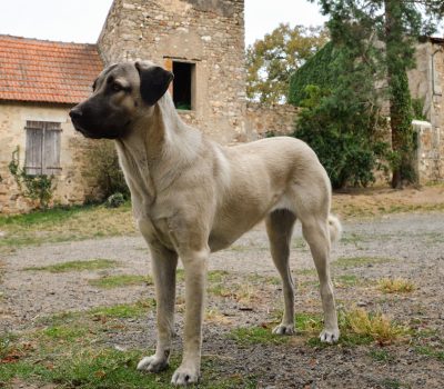 Anatolian Shepherd Dog, atavistic behavior