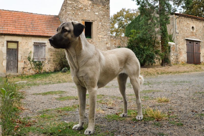 Anatolian Shepherd Dog, atavistic behavior