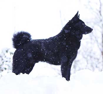 Norwegian Elkhound,black Norwegian Elkhound,color