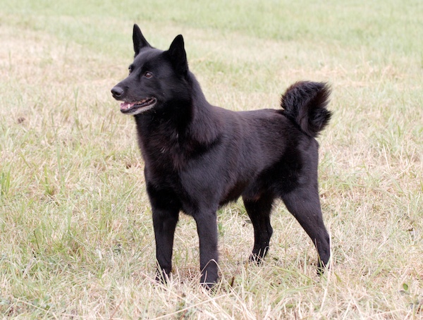 NORWEGIAN ELKHOUND