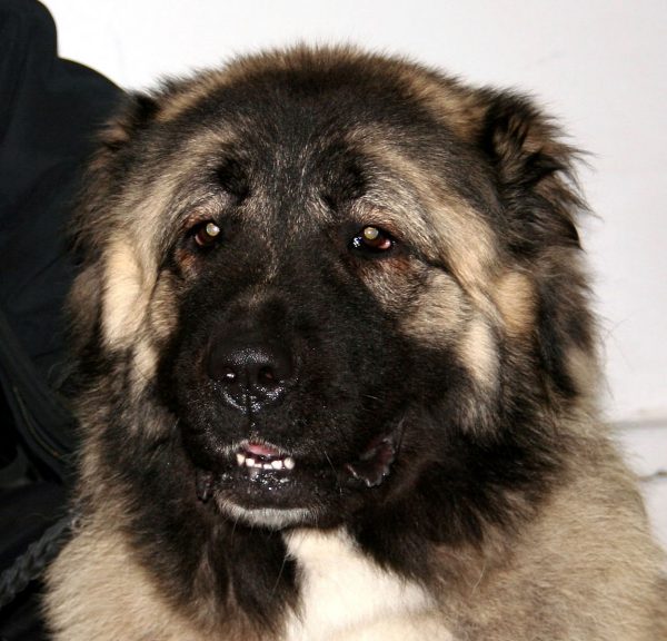 Caucasian Shepherd Dog,Caucasian Ovcharka, Livestock Guardian Dog,Kavkazkaya Ovcharka,Kaukasische Schaferhund, Magai,Volkoda