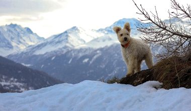 Pumi,Puli,herding dog,driver,ears