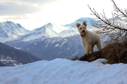 Pumi,Puli,herding dog,driver,ears