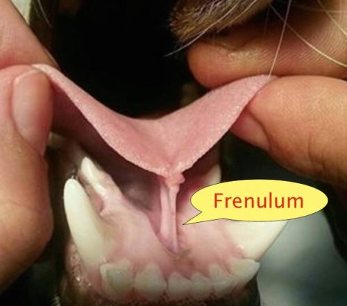 tongue,mouth,structure,lyssa,frenulum,rabies