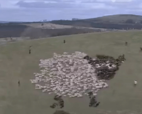 sheep,border collie,shepherd,herding dog