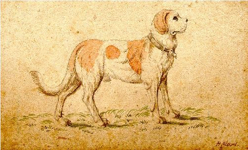 st.Bernard,saint bernard,barry dog,Barry Foundation