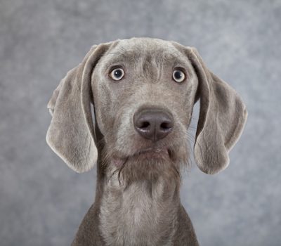 Slovakian Rough-Haired Pointer,Slovensky Pointer,Weimaraner
