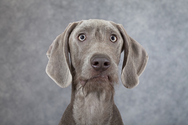 Slovakian Rough-Haired Pointer,Slovensky Pointer,Weimaraner