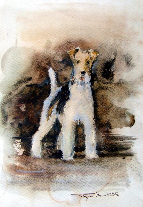 Wire Fox Terrier,history, rough coated Black and Tan Terriers,
