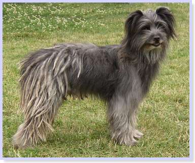 Pyrenean Shepherd,cadenette,cords,corded coat,hair, coat,herding dog