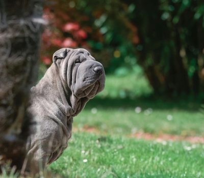baggies, Chinese Shar-Pei, Shar-Pei, skin, HAS2, hyaluronan