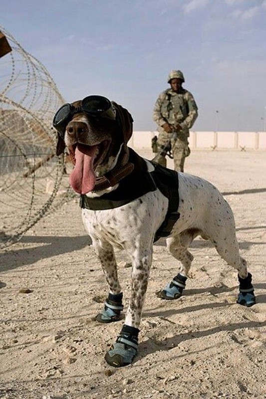 TSA,German Shorthaired Pointer, military dog, Bomb sniffing dogs,