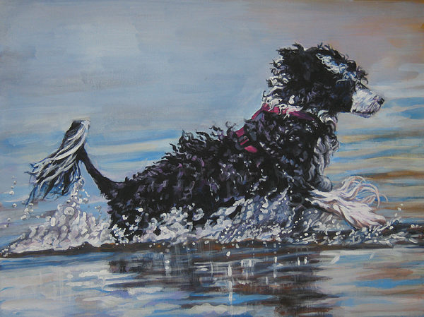 Portuguese Water Dog,Splash Hits,Fuegian Dog